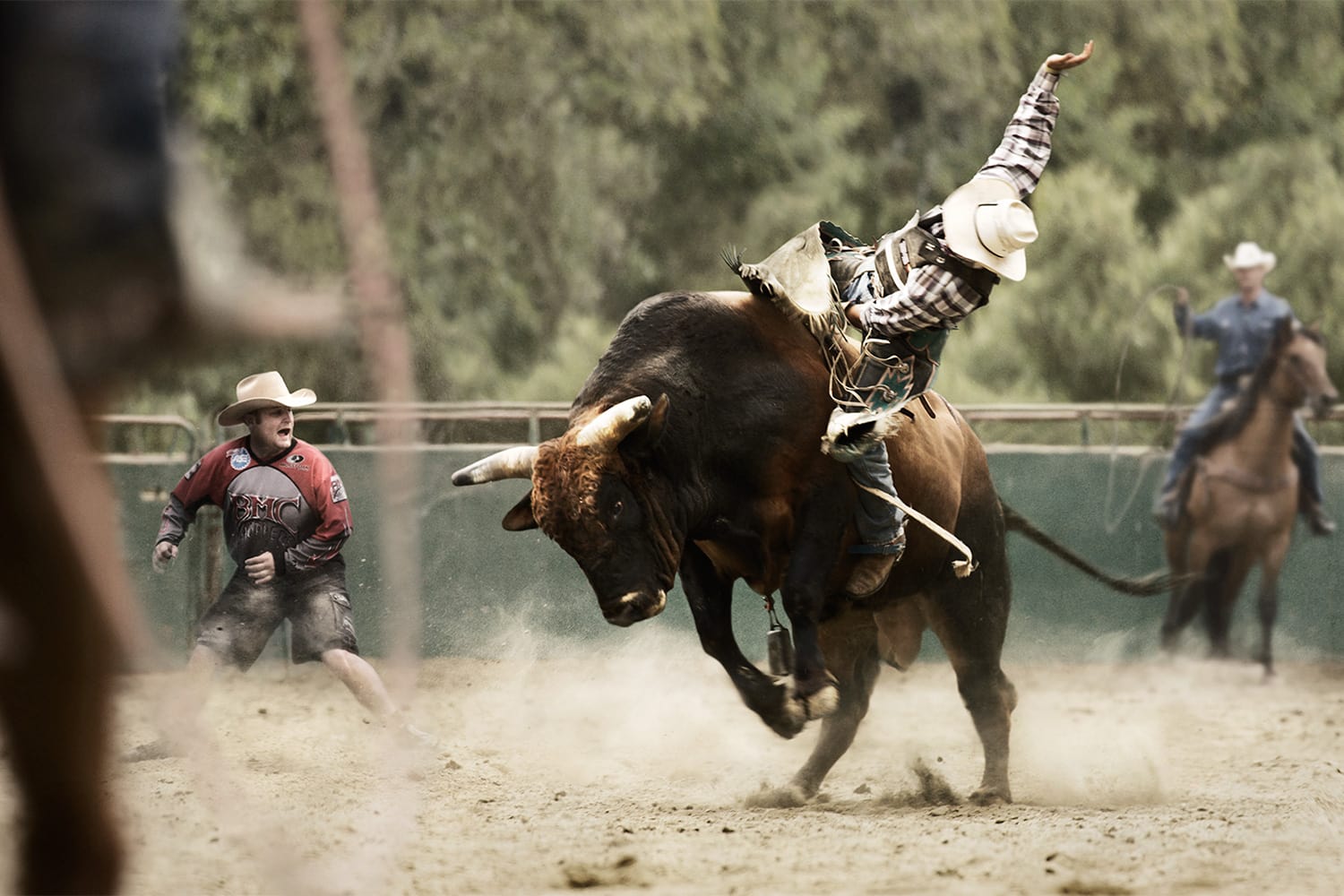 rodeo bull cowboy