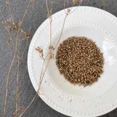 【素人園芸】パクチーを種から育てる、そして収穫。